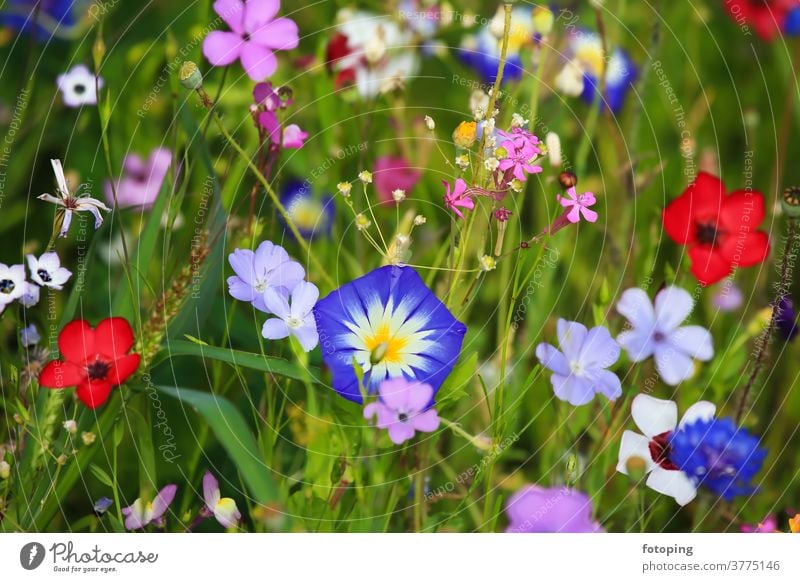 Farbenfrohe Blumenwiese in der Grundfarbe grün
mit verschiedenen Wildblumen. Blatt Blumenfeld Wiese Blümchen Blüte Botanik Flora Gras Macro Makro Natur