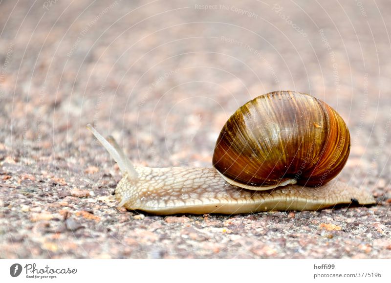 nur die Ruhe - eine Weinbergschnecke quert den Weg Fühler Weinbergschnecken Schnecke Schneckenhaus Schleim Tier schleimig entschleunigung langsam Langsamkeit