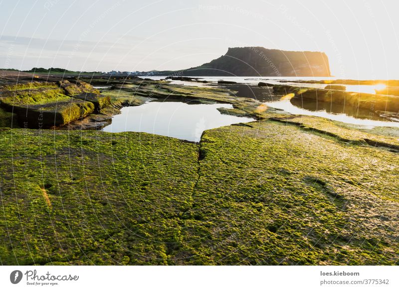 Grüne moosige Steine bei Sonnenaufgang am Krater des Vulkans Ilchulbong, Seongsan, Insel Jeju, Südkorea jeju ilchulbong seongsan Gipfel Asien Küste Korea