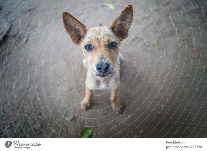 Bettelnder Hund Sri Lanka Asien Insel Religion Buddhismus anuradhapura Stroh niedlich Vogelperspektive nimal Haustier nach oben klein Welpe heimwärts Porträt