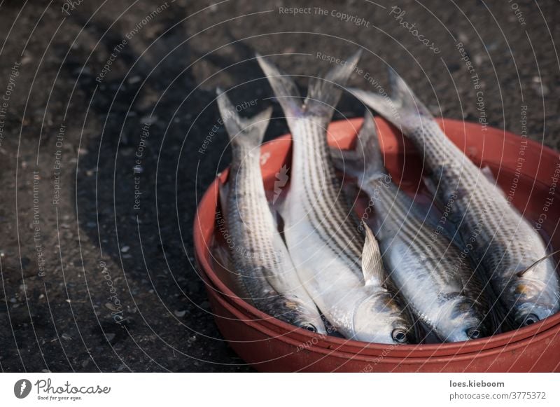 Vier haben gerade auf der Straße in einer orangefarbenen Schüssel Fisch gefangen, Istanbul, Türkei Lebensmittel frisch roh MEER Meeresfrüchte Tier Bass Basar