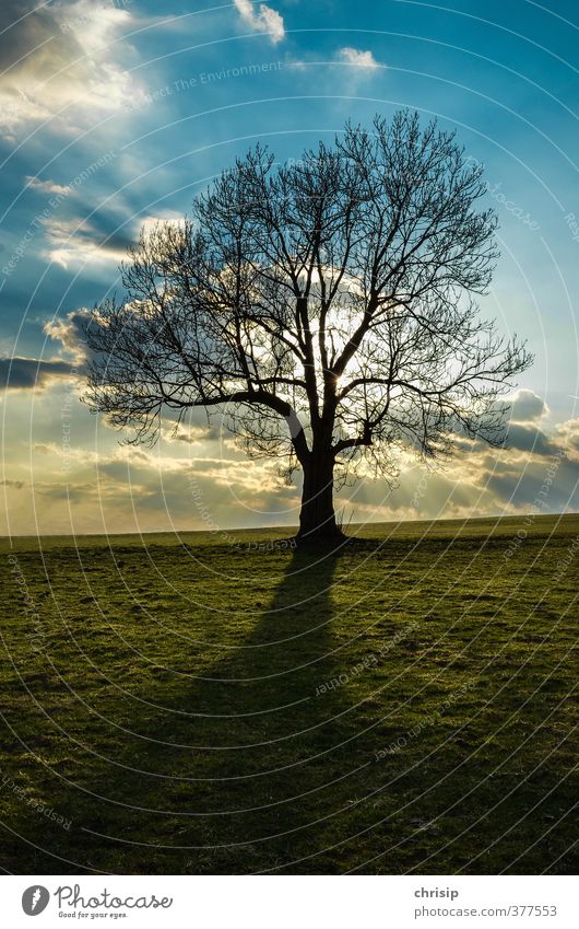 Baum im Abendlicht Umwelt Natur Landschaft Himmel Wolken Sonne Sonnenaufgang Sonnenuntergang Sonnenlicht Frühling Herbst Schönes Wetter Pflanze Gras Wiese Feld