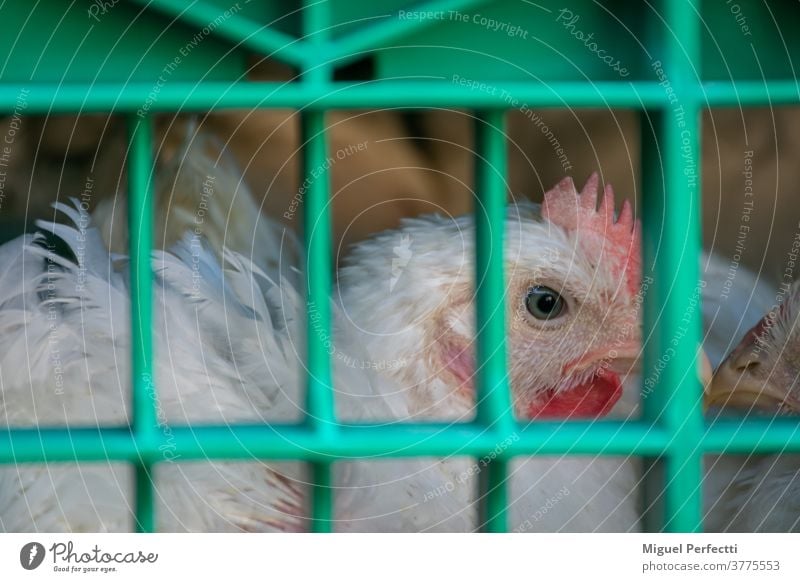 Stallhenne im Käfig für den Transport zum Schlachthof Hähnchen Federvieh Verkehr Tier Viehbestand Pute Bestien Kopf Bauernhof Federn Lastwagen Fleischindustrie