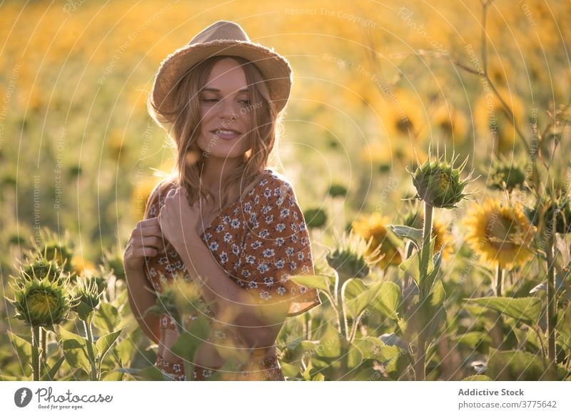 Junge Frau hat Spaß in Sonnenblumenfeld Feld Sommer Glück genießen Freiheit sorgenfrei Spaß haben Blume Blütezeit Natur Harmonie heiter jung Hut Landschaft