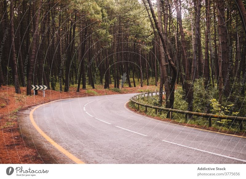 Kurvenreiche Asphaltstraße durch den Wald Straße Baum Natur leer Wind Fahrbahn eng reisen Landschaft Weg Route Umwelt Wälder Ausflugsziel Tourismus Laubwerk