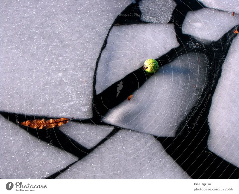 Eiszeit Tennisball Natur Urelemente Wasser Winter Pflanze Blatt frieren liegen Schwimmen & Baden eckig fest Flüssigkeit glänzend kalt kaputt natürlich gelb