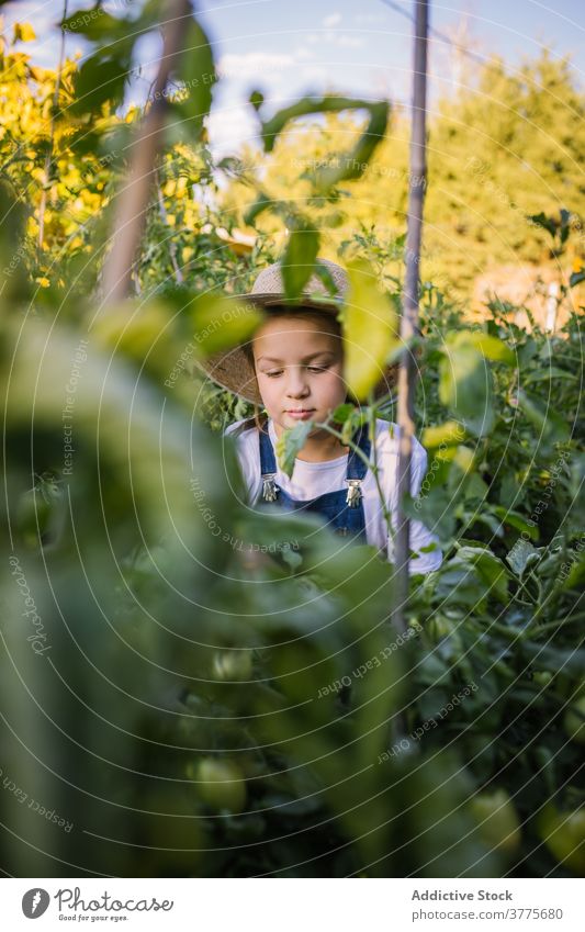 Unbekümmertes Mädchen pflücken Gemüse in härten auf dem Lande Ernte abholen Kind Garten Landschaft reif Weide Korb Saison Dorf Sonnenlicht bezaubernd Natur