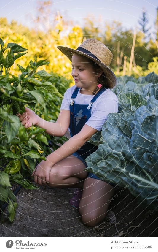 Nettes Kind sammelt Gemüse im Garten Ernte Saison abholen Dorf Landschaft pflücken Sonnenlicht bezaubernd Mädchen Natur organisch frisch Kindheit natürlich