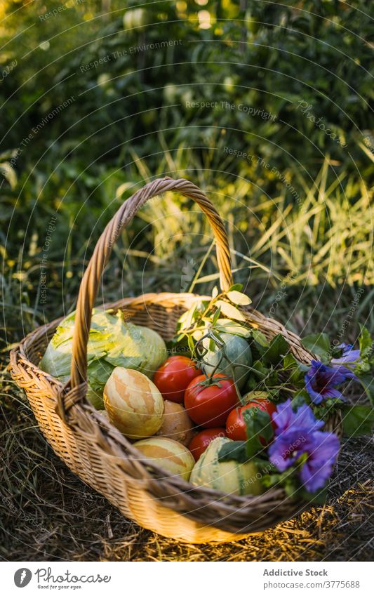 Korb mit sortiertem reifem Gemüse im Garten Ernte Weide verschiedene frisch Dorf Sonnenlicht Rasen grün Landschaft Sonnenuntergang Natur Feld Sommer Blume Gras