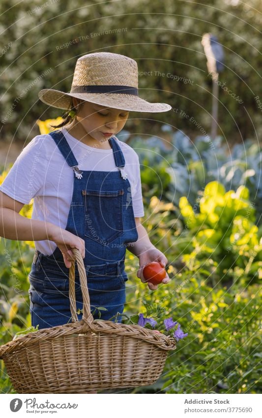 Unbekümmertes Mädchen pflücken Gemüse in härten auf dem Lande Ernte abholen Kind Garten Landschaft reif Weide Korb Saison Dorf Sonnenlicht bezaubernd Natur