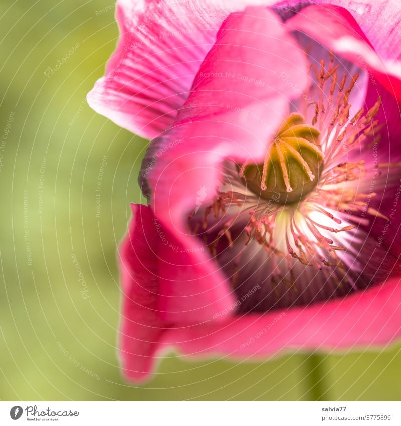 Mohntagsgruß Mohnblüte Blume Natur Blüte Klatschmohn Pflanze Sommer roter mohn Farbfoto Makroaufnahme