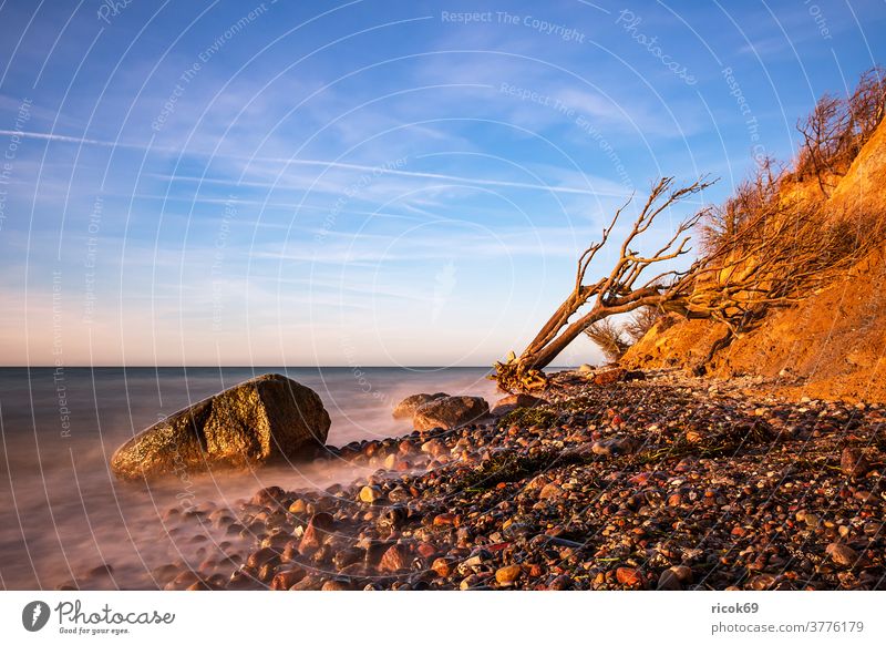 Abends an der Ostseeküste bei Wustrow Baumstamm Steilküste Fischland-Darss Mecklenburg-Vorpommern Meer Strand Küste Wasser blau Himmel Wolken Natur Landschaft