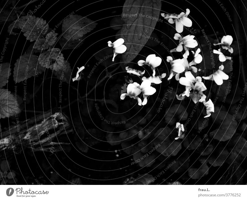 „Viola ist mein Name“, säuselte das kleine Veilchen, „und wer hat meinen zarten Blüten das Violett geklaut?“, brüllte es plötzlich. Terrasse Balkon Natur