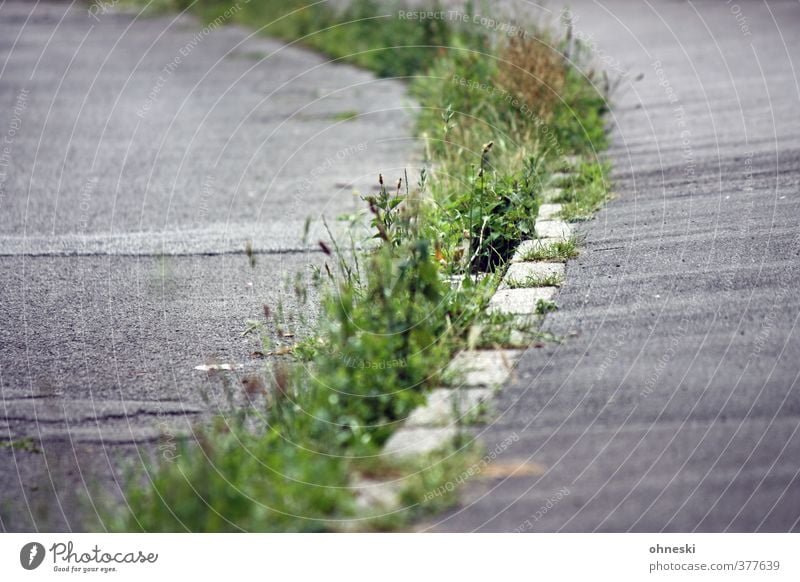 Grüner Weg Gras Unkraut Menschenleer Straße Wege & Pfade Bürgersteig Verfall Wachstum wildwachsen Farbfoto Außenaufnahme Textfreiraum links Textfreiraum rechts