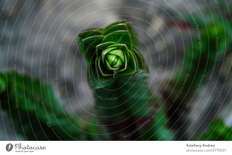 Nahaufnahme einer wachsenden tropischen Pflanze Außenaufnahme Natur Sommer Farbfoto grün Garten Detailaufnahme Schwache Tiefenschärfe natürlich Blühend Umwelt