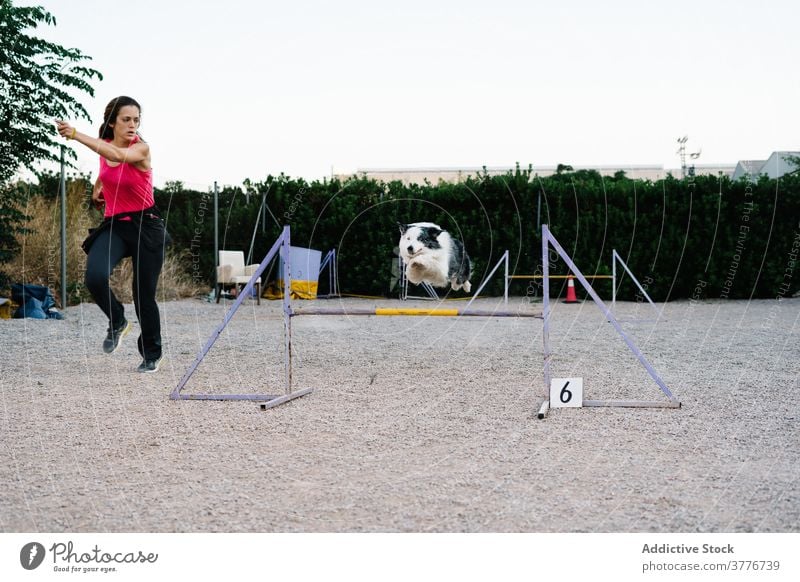 Hund springt über Barriere im Agility-Park Beweglichkeit Training Border Collie springen laufen Hindernis Gerät Hürde Eckzahn Kurs Aktivität Testversion