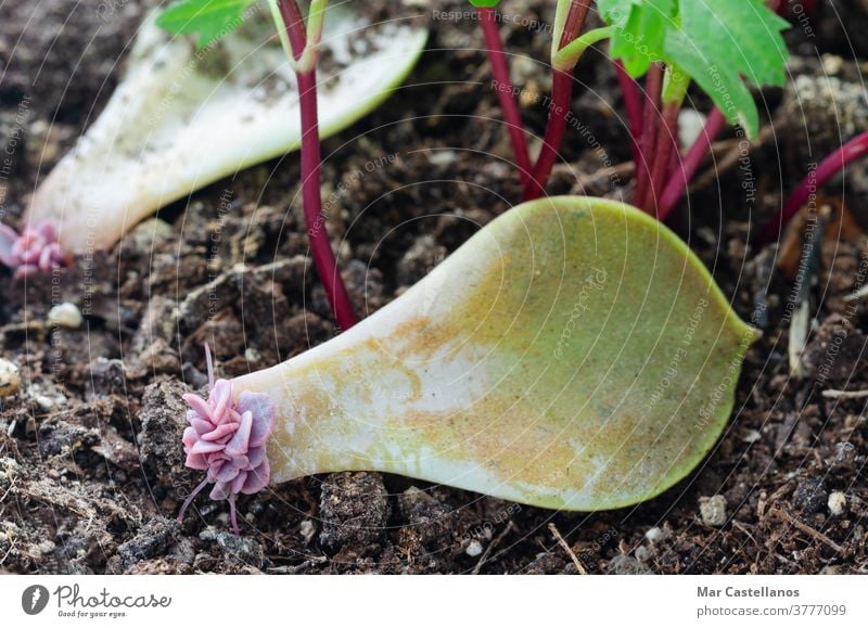 Sukkulentes Blatt mit Wurzeln und Trieben. schießt Blätter Boden Gartenarbeit Pflanze natürlich jung Nachbau Natur grün Nahaufnahme Wachstum Hintergrund