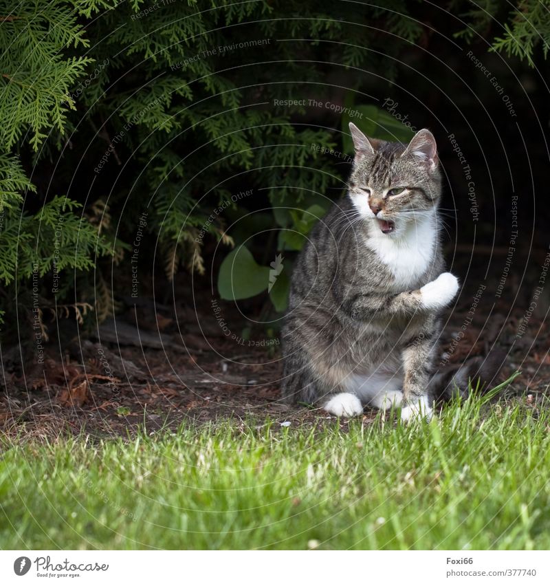 Katzenwäsche Sonne Sommer Baum Gras Garten Haustier 1 Tier frech klein natürlich niedlich klug braun grau grün weiß Tierliebe Gelassenheit ruhig Erholung