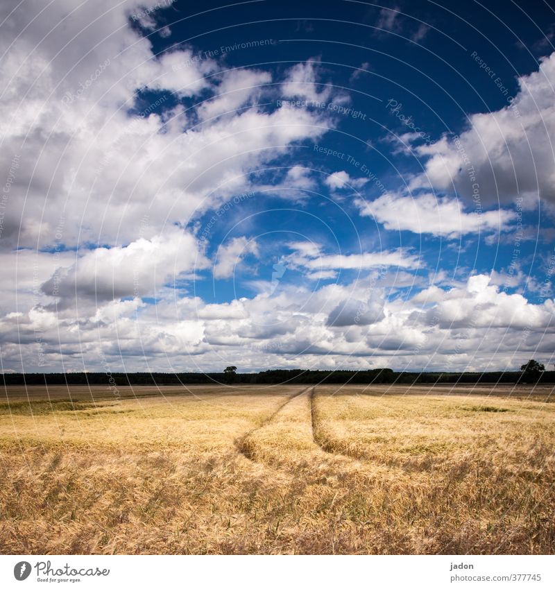 wo bleiben die mähdrescher? Landwirtschaft Forstwirtschaft Umwelt Landschaft Himmel Wolken Pflanze Nutzpflanze Feld Zeichen Wachstum Wärme blau gold Ferne