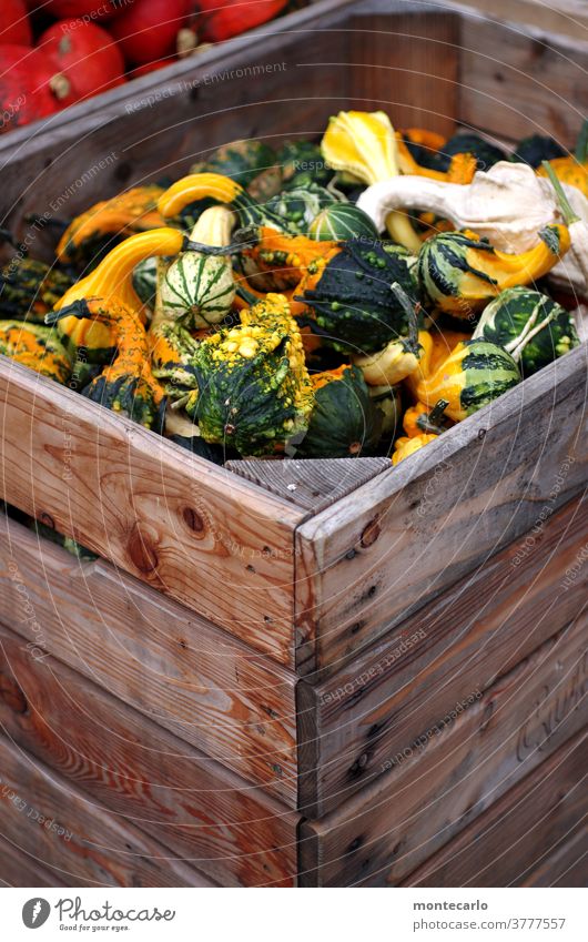 Frisch geernteter Zierkürbis in Holzkisten Helloween Frucht rustikal Hintergrundbild Winter Farbfoto Pflanze Garten bio bio zierkürbis Ernte herbstlich