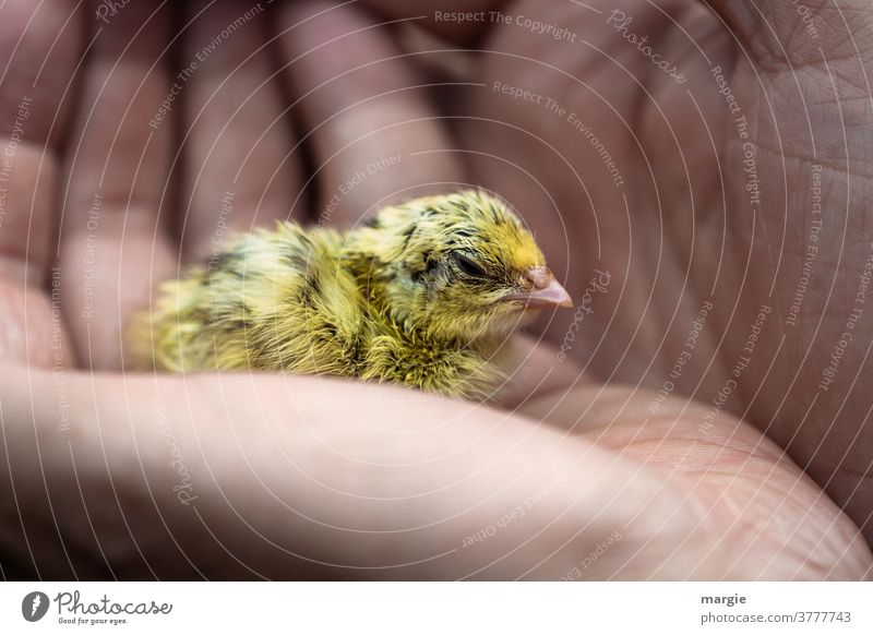 Ein kleines Küken sitzt beschützt in einer großen Menschenhand Krank Hand Finger traurig Schutz Tierporträt Geborgenheit Flaum Feder Schnabel Beschützer