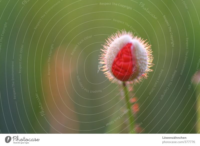 Kurz vor der Entfaltung Natur Tier Sommer Schönes Wetter Pflanze Mohnknospe Blütenknospen Feld Blühend entdecken Wachstum klein natürlich blau grün rot weiß