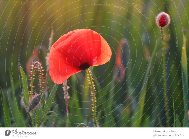 Mohn am Abend Natur Landschaft Pflanze Sommer Schönes Wetter Gras Wildpflanze Mohnblüte Blütenknospen Feld leuchten Wachstum Fröhlichkeit natürlich grün rot