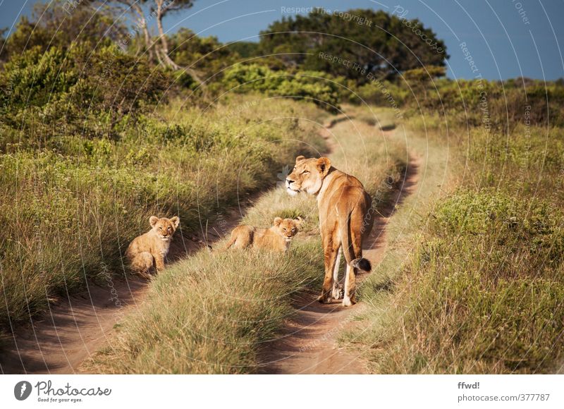 Miiietz Ferien & Urlaub & Reisen Abenteuer Ferne Safari Expedition Südafrika Afrika Natur Landschaft Pflanze Gras Sträucher Wiese Savanne Wildnis Tier Wildtier