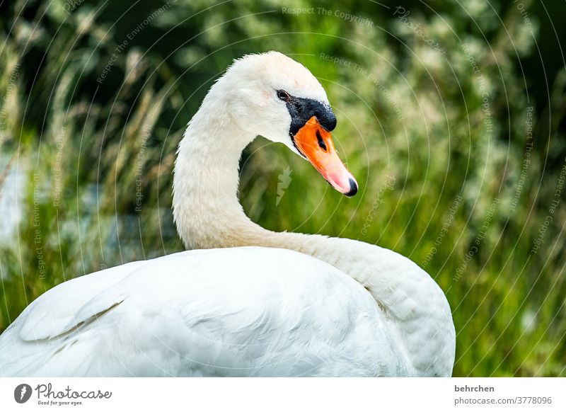 seine majestät schön Tiergesicht Menschenleer Federn Schnabel Natur Wildtier hübsch Tierporträt Tierschutz Flügel Licht Nahaufnahme Außenaufnahme Farbfoto