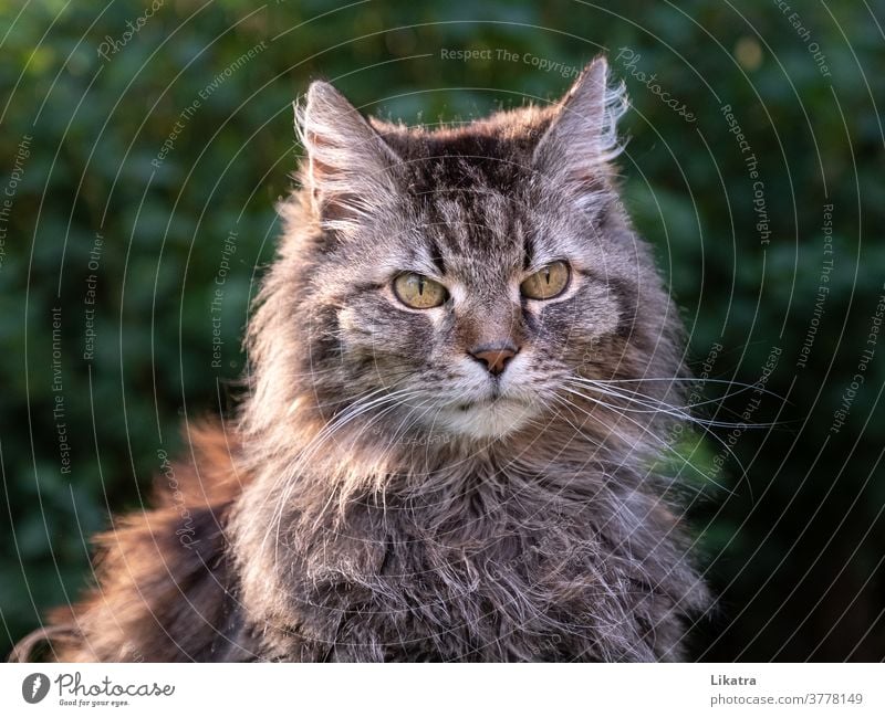 Katzenportrait Haustier Kater Tier Tigerkatze Langhaarige Katze Mäusejäger Natur Tierporträt Heimtier Fell Blickkontakt