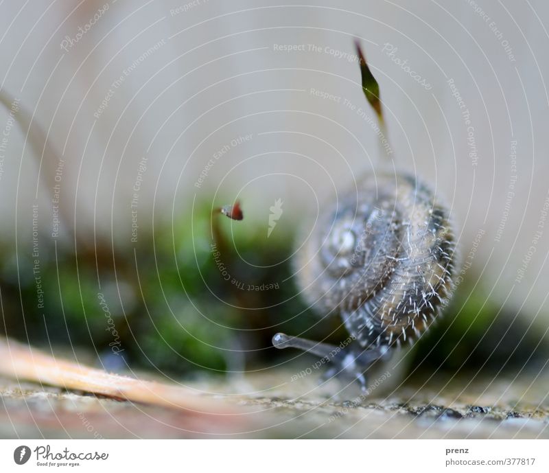 4mm Umwelt Natur Tier Wildtier Schnecke 1 blau grau grün stachelig Moos Farbfoto Außenaufnahme Menschenleer Textfreiraum oben Tag Schwache Tiefenschärfe