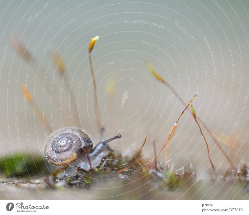 4mm - Schnecke auf Moos Umwelt Natur Tier Wildtier 1 grau grün Fühler klein Farbfoto Außenaufnahme Nahaufnahme Makroaufnahme Menschenleer Textfreiraum oben Tag