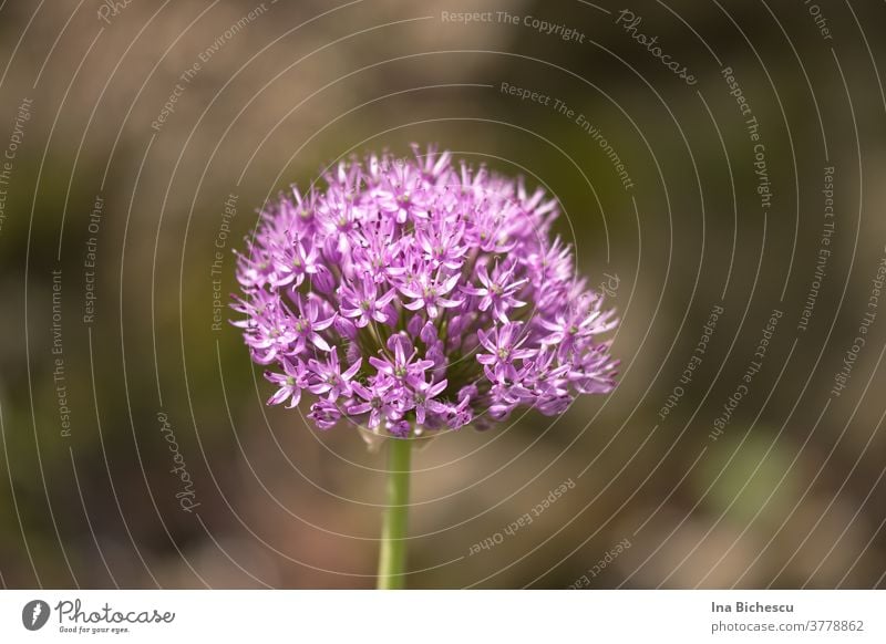 Lila Riesenzierlauch Blüte auf unscharfem, grün-grauem Hintergrund. Riesen Blüte Zierlauch Zwiebelblume Zierblüte Pflanze Blume violett Natur