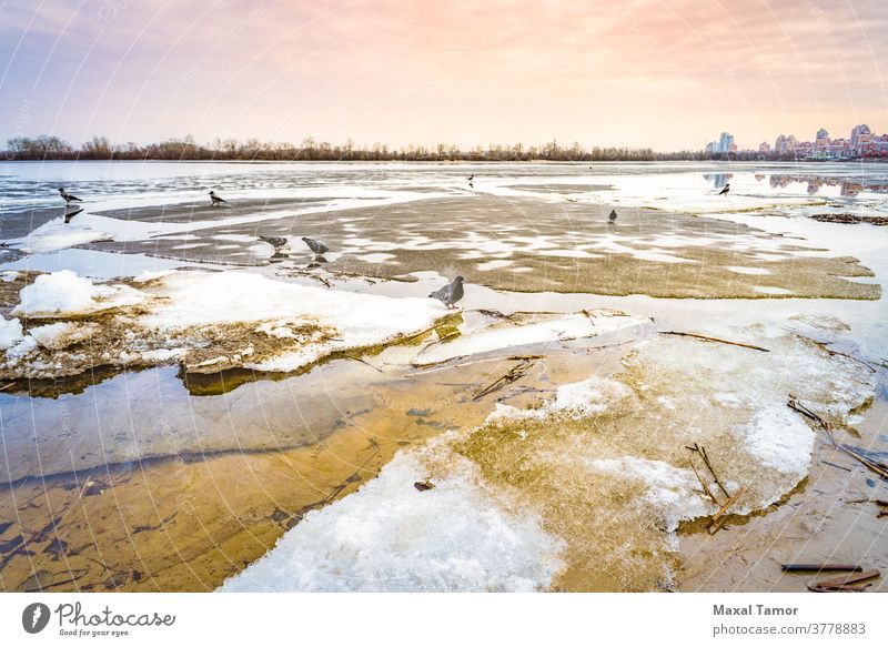 Der gefrorene Dnjepr in Kiew Europa kyiv Moscovsky-Brücke Taube Ukraine schön blau Gebäude Großstadt Klima Cloud kalt cool Krähe Tag Umwelt frieren Frost