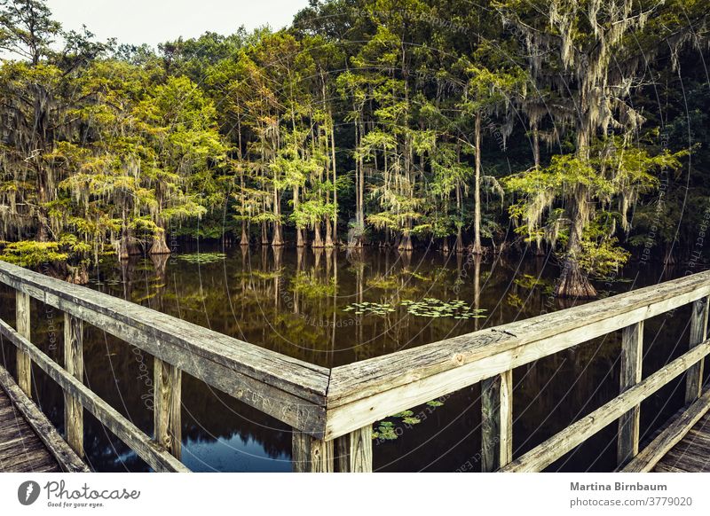 Sommerstimmung am Caddo Lake, Texas. Holzbrücke, die in einen Zauberwald führt Brücke Stimmung Zypressen State Park Caddo-See spanisches Moos Wasser mystisch