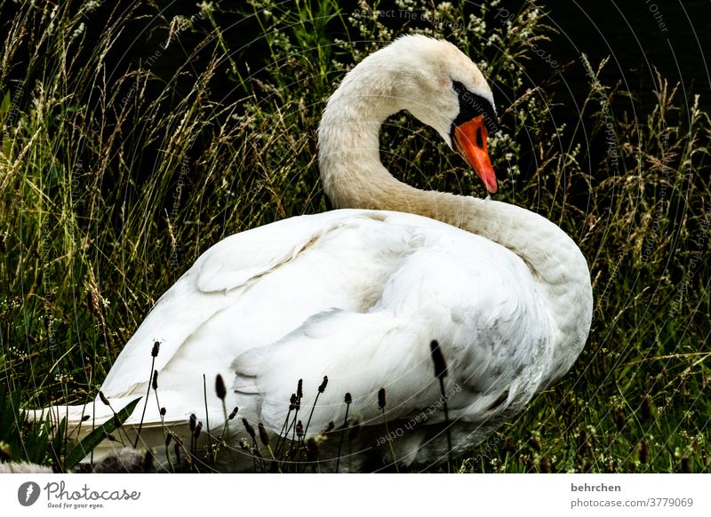 schwanensee Höckerschwan majestätisch Schwan Gefieder Sonnenlicht fantastisch Vogel Tierliebe Farbfoto Außenaufnahme Nahaufnahme Licht Flügel Tierschutz