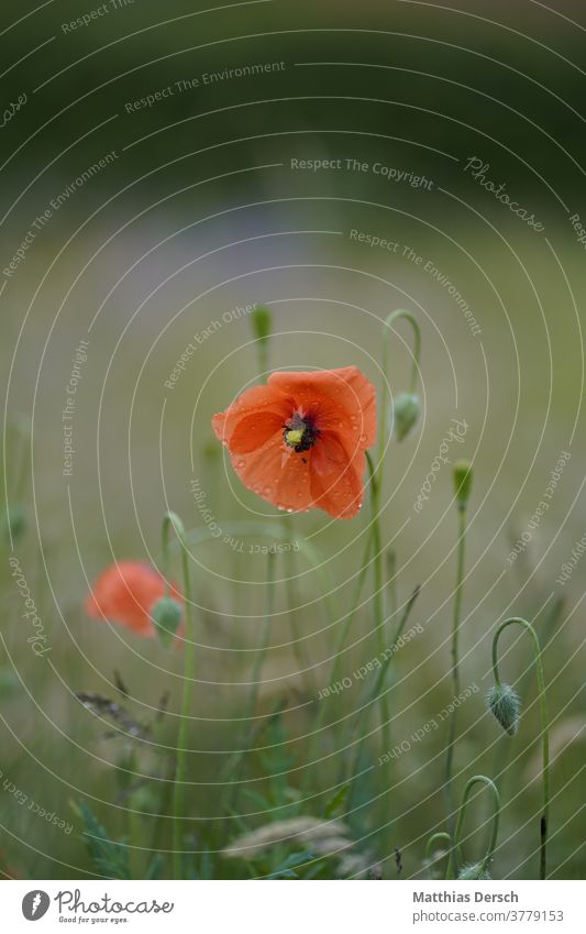 Blütentraum Blume Garten Detailaufnahme Pflanze Natur Nahaufnahme Außenaufnahme Blühend Sommer Farbfoto Blütenblatt Mohn Mohnblüte mohnblumen