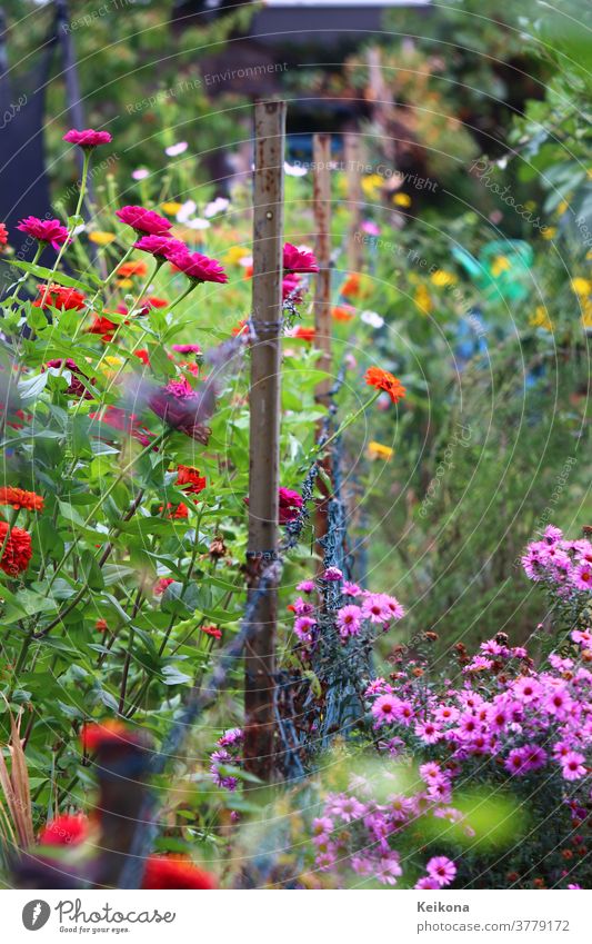 Bunte Blumenpracht im deutschen Garten. Pinke Chrysanthemen, rote, fuchsia Calendulas an Maschendrahtzaum. Zäune deutschland garten marigold caledundula orange