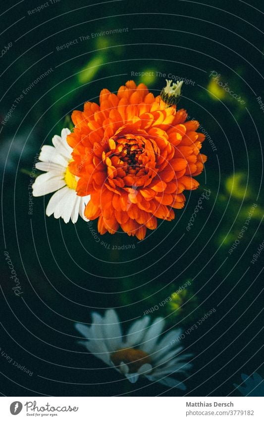 Blütentraum Blume Garten Detailaufnahme Pflanze Natur Nahaufnahme Außenaufnahme Blühend Sommer Farbfoto Blütenblatt