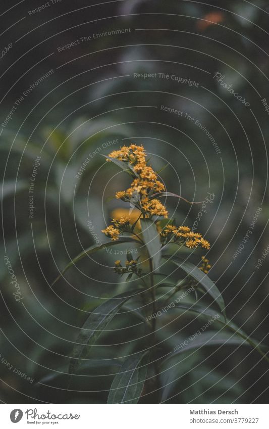 Blütentraum Blume Garten Detailaufnahme Pflanze Natur Nahaufnahme Außenaufnahme Blühend Sommer Farbfoto Blütenblatt