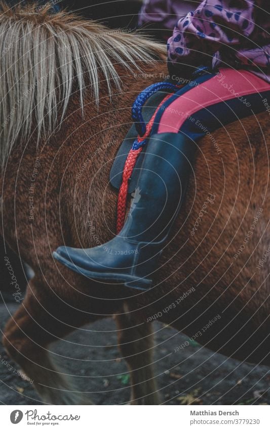 Pferd futtert Tier Außenaufnahme Mähne Island Ponys Natur Farbfoto Reiter Reiten Reitsport Reiterin Detailaufnahme reitstiefel