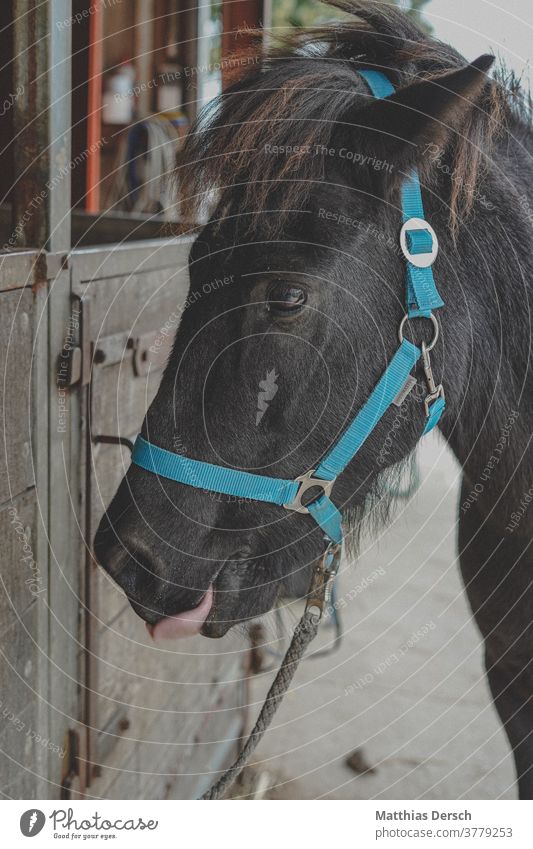 Pferd streckt Zunge raus Pferdekopf Tier Tierporträt Außenaufnahme Mähne Island Ponys Natur Farbfoto zunge zeigen frech