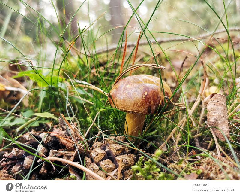 Lecker Abendessen - oder eine Marone steht zwischen Moos, Gras und Tannenzapfen im Wald und wartet darauf, von der Fotoline gefunden zu werden braun grün Natur