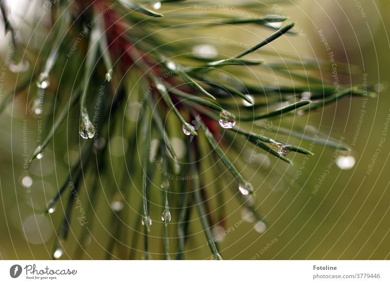 Neulich bei Regen im Wald gewesen und mal wieder ein paar Tropfen an Tannennadeln eingefangen. Baum grün Natur Pflanze Farbfoto Außenaufnahme Nadelbaum