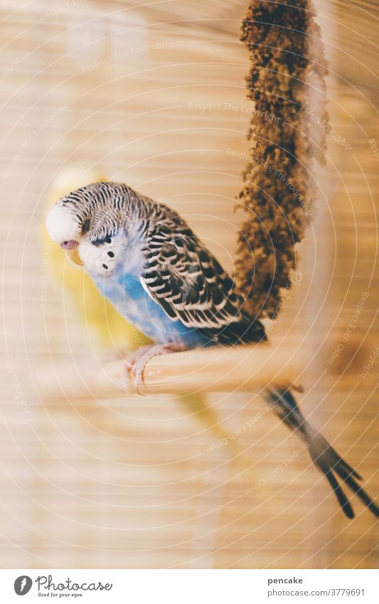 ruhe! ich muss nachdenken... Wellensittich Vogelkäfig Holzstange nachdenklich Hirse Detailaufnahme Vogelwelt Innenaufnahme zu Hause bleiben Käfig Kindheit