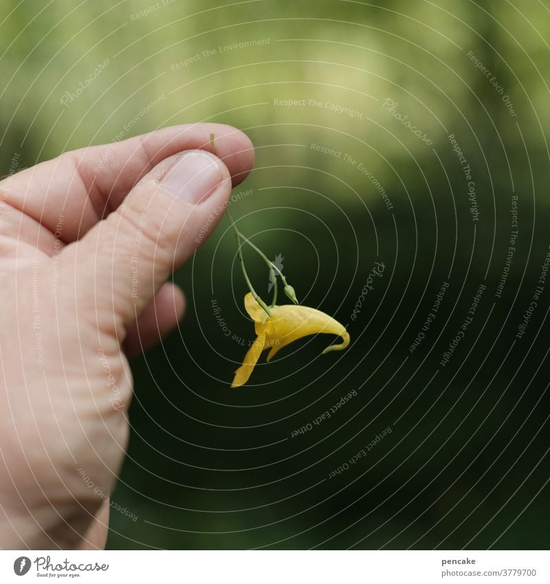 kleinod Blüte Hand Wald Kleinigkeit wertvoll Schönheit Echtes Springkraut Natur Pflanze Nahaufnahme Wlidblume halten Schwache Tiefenschärfe Kleinod Kostbarkeit