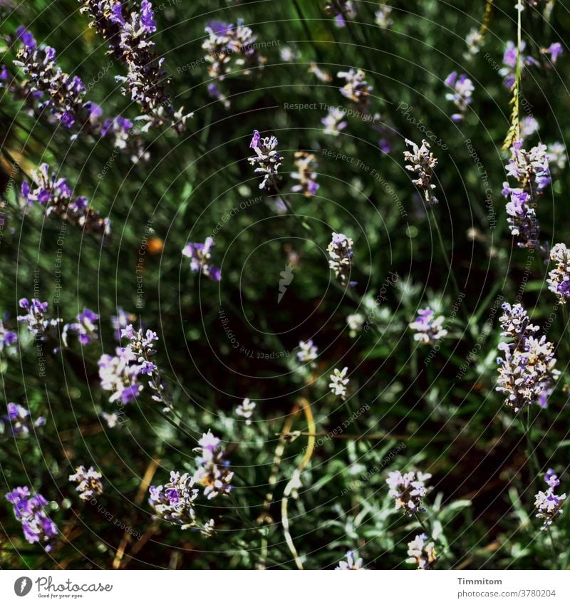 Der Sonne entgegen! Natur Pflanze Blüten Lavendel Sommer Außenaufnahme Garten hell und dunkel Menschenleer