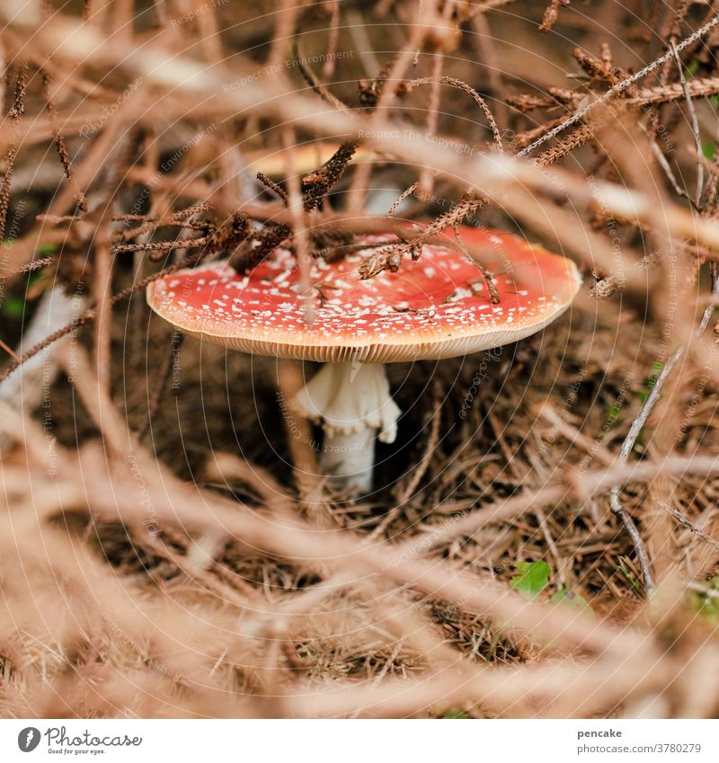 einzelkämpfer Pilz Fliegenpilz Gestrüpp Wald durchsetzen Überleben Gras trocken Herbst Durchsetzungsvermögen Versteck