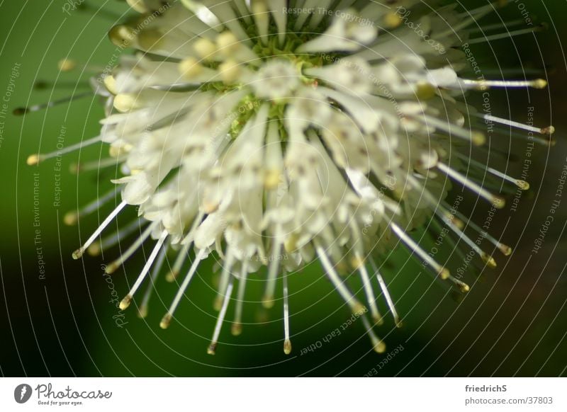 Blütenkranz Distel Makroaufnahme Korona Macroaufnahme