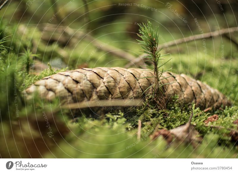 Fichtenspross aus Fichtenzapfen Baum Sprössling Pflanze Tannenzapfen Nadelbaum Wald Waldboden Moos Grün Natur Kreislauf der Natur Kreislauf des Lebens